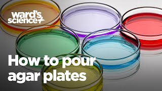 How to Pour Agar Plates [upl. by Roice158]