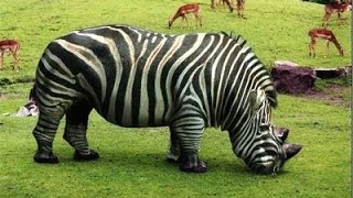 Top 10 Animales Híbridos Más Increíbles del Mundo [upl. by Anniroc]