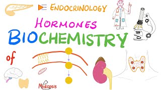 Hormone Biochemistry Genomic vs Nongenomic Actions [upl. by Vincents3]