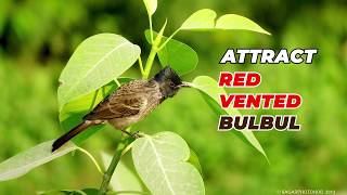 How does Red vented Bulbul Sound  India bulbul call  Attract bulbul [upl. by Hecker233]