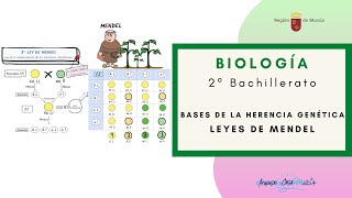 BASES DE LA HERENCIA GENÉTICA LEYES DE MENDEL [upl. by Ecinaej]
