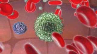 Immune System  Natural Killer Cell [upl. by Attekram]