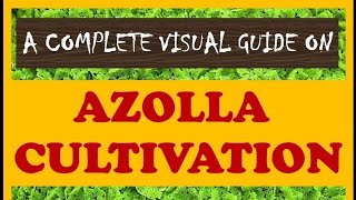 A Complete Visual Guide on AZOLLA CULTIVATION [upl. by Mayhew]