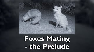 Foxes Mating  the prelude [upl. by Eanwahs913]