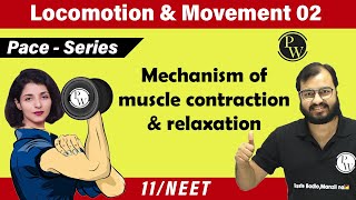 Locomotion and Movement 02  Mechanism of Muscle contraction amp Relaxation  Class 11  NEET [upl. by Sanchez]