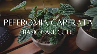 PEPEROMIA CAPERATA  The basic care guide [upl. by Argela]