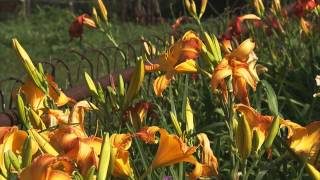 How to Grow Flowers Lilies and Daylilies [upl. by Akinahc]