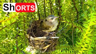 Baby Bulbul Ready to Fly Off – Chick Leaving the Nest Bird Watching [upl. by Deonne889]