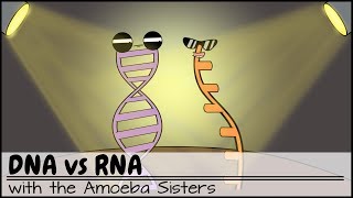 DNA vs RNA Updated [upl. by Yhotmit]