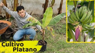 COMO SEMBRAR UNA PLANTA DE PLATANOS  HUERTO CITADINO [upl. by Gupta]