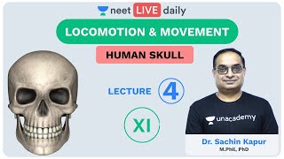 Locomotion amp Movement  L4  Human Skeleton  1  Unacademy NEET  LIVE DAILY  Biology  Sachin Sir [upl. by Saffian]