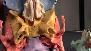 Human Cranial Osteology Part VII The Sphenoid [upl. by Barny]