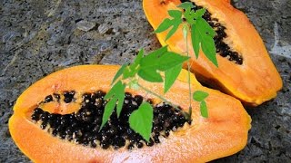 How To Grow Papaya From Seeds  STEP by STEP [upl. by Adiana]