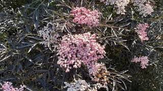 BLACK LACE® Sambucus  Garden Crossings [upl. by Nylek]