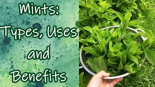 Mints Types Uses and Benefits [upl. by Susette]