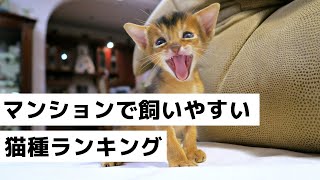 【2020年】飼いやすい！抜け毛が少ない・小さい猫種ランキング [upl. by Aylad]