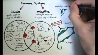 Immunology Overview [upl. by Nava]