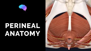 Anatomy of the Perineum 3D tutorial  UKMLA  CPSA  PLAB 2 [upl. by Nyrroc338]