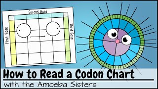 How to Read a Codon Chart [upl. by Rovner]