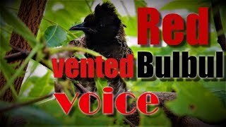 Redvented Bulbul Bird Voice  Sounds of Bulbul  Morning 🎧 10mins [upl. by Hgeilhsa]