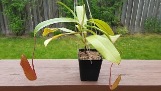 猪笼草开始飞快的生长了！Nepenthes ventricosa [upl. by Sherlock534]