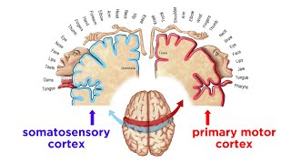 The Sensorimotor System and Human Reflexes [upl. by Muhcon]