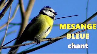 MESANGE BLEUE chant [upl. by Rennob]