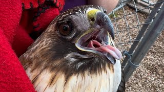 Rescuing an Injured Hawk [upl. by Hgieliak]