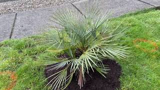 It’s ok to transplant Chamaerops humilis [upl. by Leamiba882]