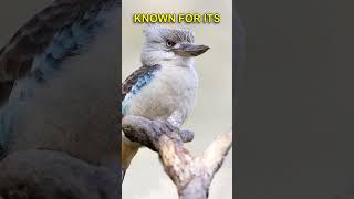 kookaburra facts [upl. by Yllor]