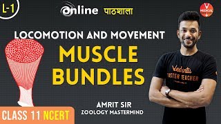 Muscle Bundles  Locomotion and Movement lecture 1 Class 11 Biology Chapter 20  By Amrit Sir [upl. by Ettinger]