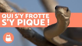 Les animaux LES PLUS VENIMEUX DU MONDE 🐍 2019 [upl. by Burtie]