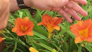 How To Hybridizing Daylilies [upl. by Kuebbing898]