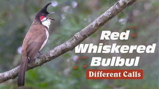 Red whiskered bulbul singing different songs [upl. by Othello407]