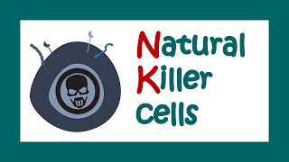 Natural Killer cells  Functions of Natural killer cells  Immune function of NK cells [upl. by Zack64]