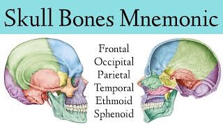 Skull Bone amp Suture MnemonicTrick Cranial Bone Anatomy Animation [upl. by Mendy]