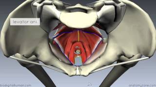 The central tendon of the perineum [upl. by Maclaine746]