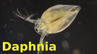 Daphnia [upl. by Phelgon]