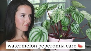 Watermelon Peperomia Care Tips  Easy Care Houseplant [upl. by Netnerb183]