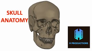 Skull Anatomy A 3D Animation of the Skull [upl. by Trefor]