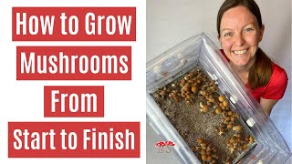 How to Grow Mushrooms from Start to Finish in a Monotub [upl. by Laleb441]