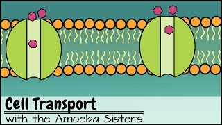 Cell Transport [upl. by Dannie]