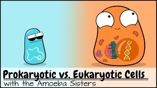 Prokaryotic vs Eukaryotic Cells Updated [upl. by Nereids]