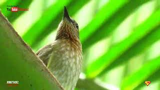 PHILIPPINE BULBUL CALL [upl. by Geller]