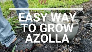 Azolla  Easy Way To Grow Azolla  Short amp Details [upl. by Coney930]