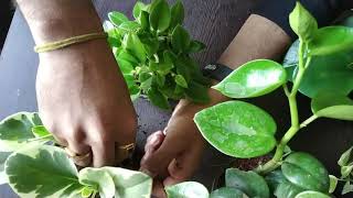 Peperomia Plant  How do i care for my Peperomia Plant  nurserylive [upl. by Tnafni448]