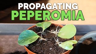 How to Propagate Peperomia 2 Easy Methods [upl. by Yendroc]