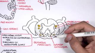 Neurology  Motor Pathways [upl. by Aras]