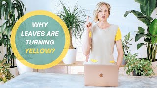 Why leaves are turning yellow I How To Fix It [upl. by Auhel]