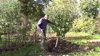 TRANSPLANTER un ARBRE FRUITIER🍎Comment faire pour réussir [upl. by Maisey931]